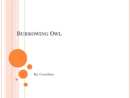 B URROWING O WL By Caroline P HYSICAL C HARACTERISTICS  The length of the burrowing owl is only 10 in.  The weight of the burrowing owl is only 6 oz.
