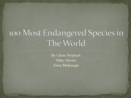 By Chris Neyhart Niko Harris Ziwa Mukungu. 100 most endangered animals, fungi and plants around the world, were decided by 8,000 experts for the Zoological.