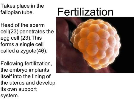 Fertilization Takes place in the fallopian tube.