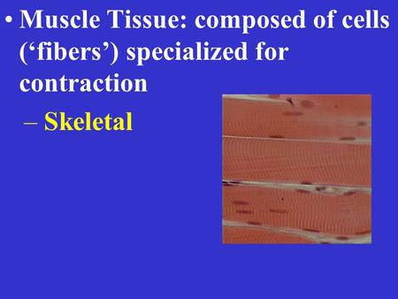 Muscle Tissue: composed of cells (‘fibers’) specialized for contraction – Skeletal.