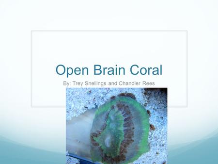 Open Brain Coral By: Trey Snellings and Chandler Rees.