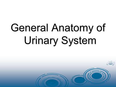 General Anatomy of Urinary System. URINARY SYSTEM ORGANS  Kidneys (2)  Ureters (2)  Urinary bladder  Urethra.