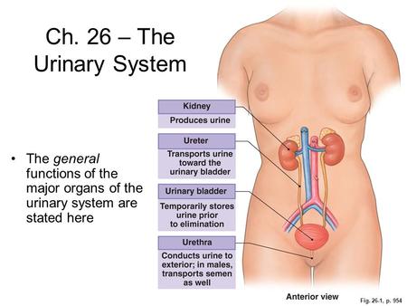 Ch. 26 – The Urinary System The general functions of the major organs of the urinary system are stated here Fig. 26-1, p. 954.