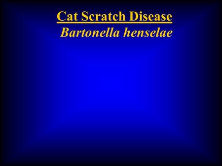 Cat Scratch Disease Bartonella henselae