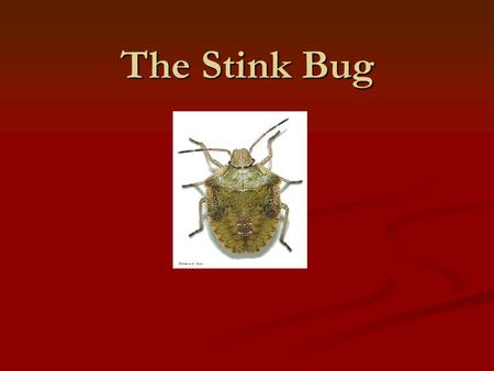 The Stink Bug. Description Description Adults are approximately 17 mm long (25 mm = one inch) and are shades of brown on both the upper and lower body.