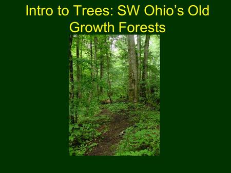 Intro to Trees: SW Ohio’s Old Growth Forests. Outline Our Geologic History Eastern Deciduous Forests –Forest Layers –Forest Types –Old Growth Features.