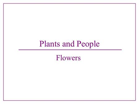 Plants and People Flowers.
