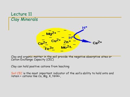 Lecture 11 Clay Minerals Clay and organic matter in the soil provide the negative absorptive sites or Cation Exchange Capacity (CEC) Clay can hold positive.