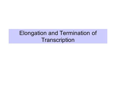 Elongation and Termination of Transcription. Elongation phase of transcription Requires the release of RNA polymerase from the initiation complex Highly.