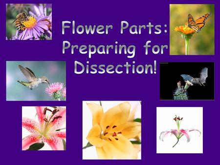 You are going to get to dissect your own flowers! Yay! Why do we dissect flowers?  It helps us understand how pollination works!  By identifying each.