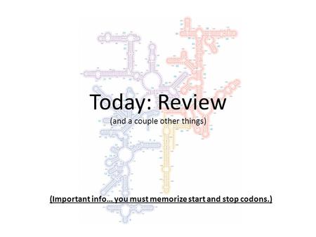 Today: Review (and a couple other things) (Important info… you must memorize start and stop codons.)