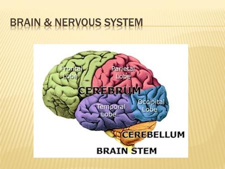 Divisisons of Nervous System  Neurons are similar to other cells in the body  Surrounded by cell membrane  Have a nucleus that contains genes  Contain.