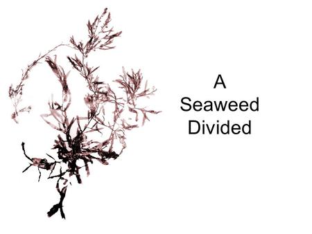 A Seaweed Divided. What touches each of our lives on land, determines the destiny of millions of aquatic organisms, and is estimated to be worth over.