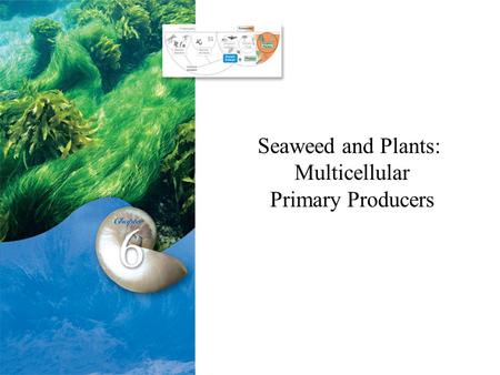 Seaweed and Plants: Multicellular Primary Producers.