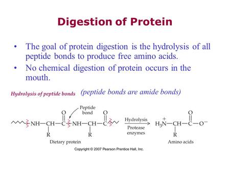 Digestion of Protein The goal of protein digestion is the hydrolysis of all peptide bonds to produce free amino acids. No chemical digestion of protein.