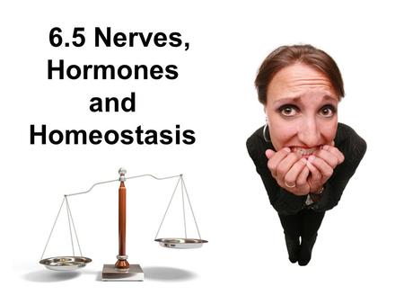 6.5 Nerves, Hormones and Homeostasis. Assessment Statements 6.5.1 State that the nervous system consists of the central nervous system (CNS) and peripheral.