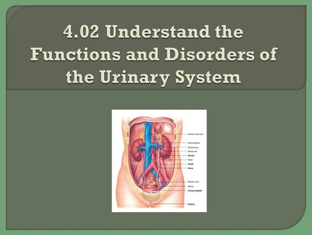 4.02 Understand the Functions and Disorders of the Urinary System