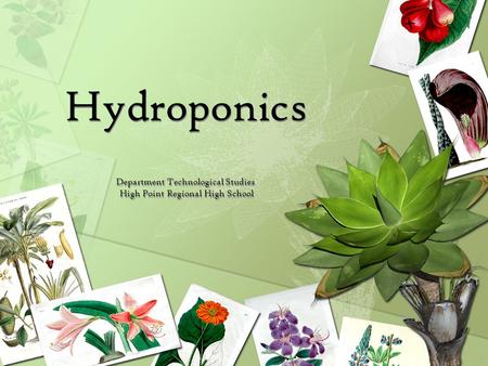 What is Hydroponics Hydroponics comes from the Latin language and it means working water. hydro means water ponos means labor. Soil less growing!
