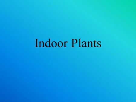 Indoor Plants.