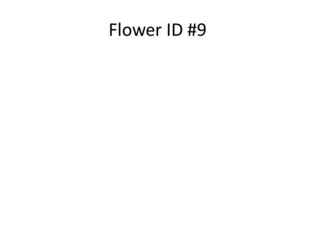 Flower ID #9.
