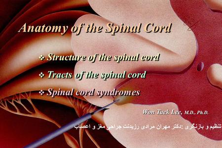 Anatomy of the Spinal Cord  Structure of the spinal cord  Tracts of the spinal cord  Spinal cord syndromes Anatomy of the Spinal Cord  Structure of.
