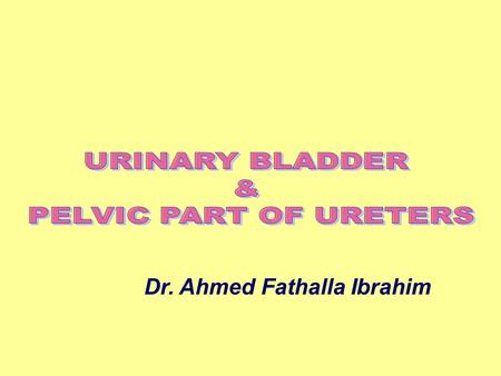 URINARY BLADDER & PELVIC PART OF URETERS Dr. Ahmed Fathalla Ibrahim.