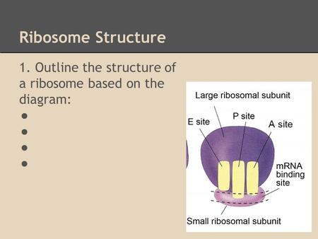 Ribosome Structure 1. Outline the structure of a ribosome based on the diagram: ● A site.