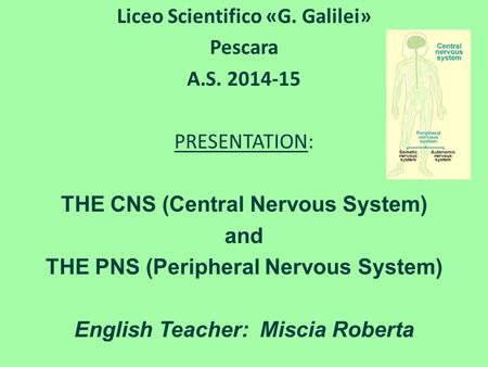 Liceo Scientifico «G. Galilei» Pescara A.S. 2014-15 PRESENTATION: THE CNS (Central Nervous System) and THE PNS (Peripheral Nervous System) English Teacher: