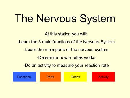 The Nervous System At this station you will: