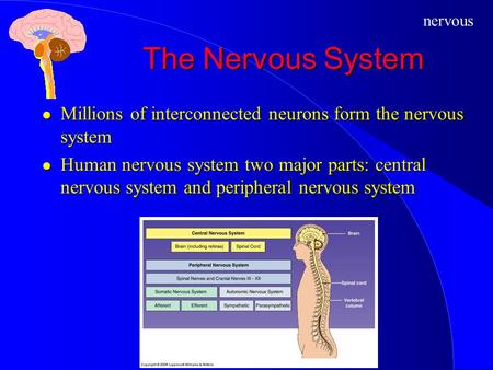 The Nervous System Millions of interconnected neurons form the nervous system Human nervous system two major parts: central nervous system and peripheral.