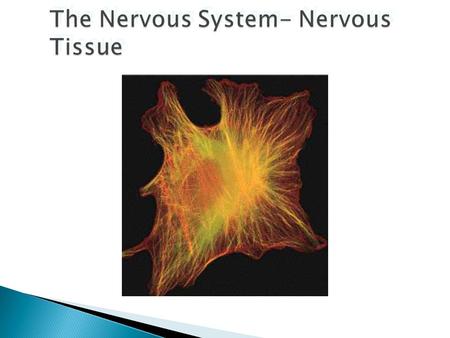 The Nervous system has three major functions :  Sensory – monitors internal & external environment through presence of receptors  Integration – interpretation.