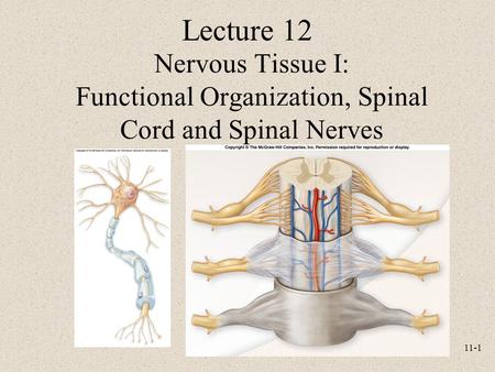 11-1 Nervous Tissue I: Functional Organization, Spinal Cord and Spinal Nerves Lecture 12.
