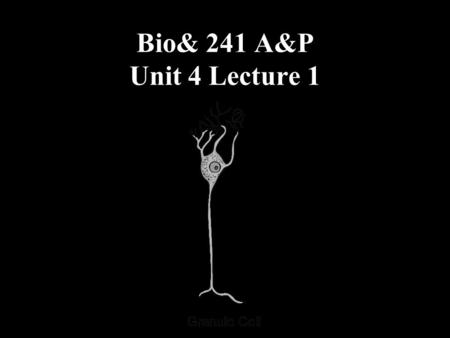 Bio& 241 A&P Unit 4 Lecture 1.