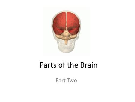 Parts of the Brain Part Two.
