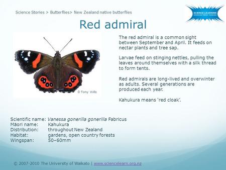 Red admiral © 2007-2010 The University of Waikato | www.sciencelearn.org.nzwww.sciencelearn.org.nz Science Stories > Butterflies> New Zealand native butterflies.