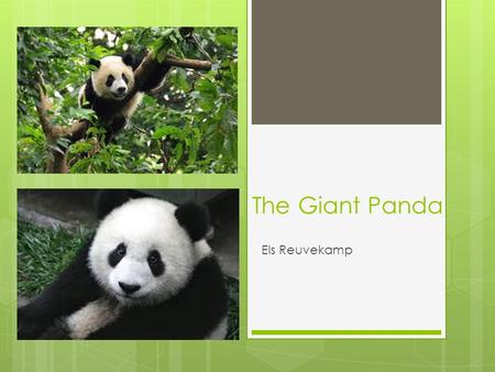 The Giant Panda Els Reuvekamp.