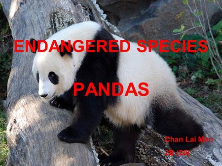 ENDANGERED SPECIES PANDAS
