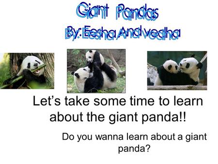 Let’s take some time to learn about the giant panda!! Do you wanna learn about a giant panda?