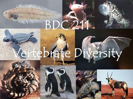 BDC 211 Vertebrate Diversity. Schedule WEEKDATEDAYLECTUREPRACTICAL 128-Mar-11MonChordate diversityProtochordates + System 129-Mar-11TueVertebrate evolution.