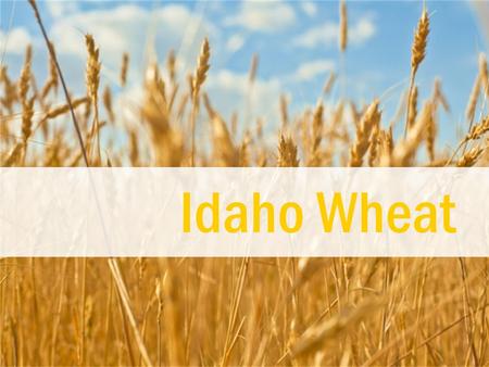 Idaho Wheat Teacher Script: