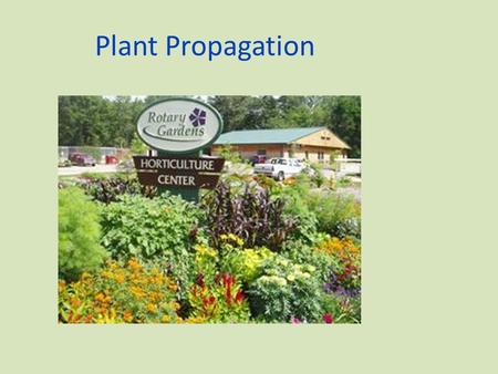 Plant Propagation The process of increasing the numbers of a species, maintaining a species, or preserving the vigor of a plant.