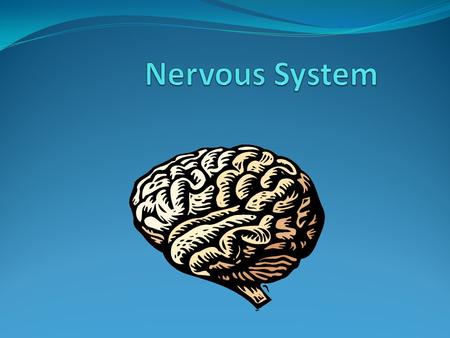 What is the function of the nervous system? Sensory Input: action of getting information from the surrounding environment. Things are being sent to the.