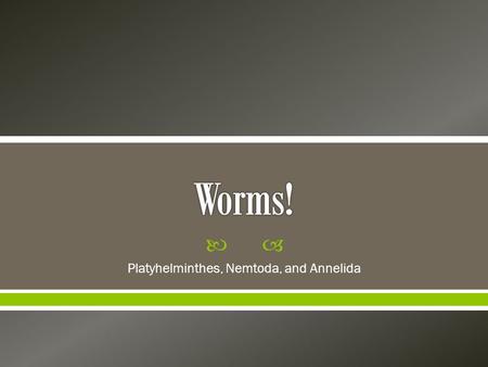  Platyhelminthes, Nemtoda, and Annelida.  There are three major groups of worms: o 1) Flatworms (Phylum Platyhelminthes) o 2) Roundworms (Phylum Nematoda)
