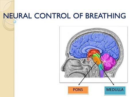 NEURAL CONTROL OF BREATHING
