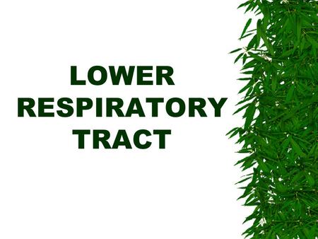 LOWER RESPIRATORY TRACT. LOWER RES. TRACT  Is the tract that is responsible for gas exchange.