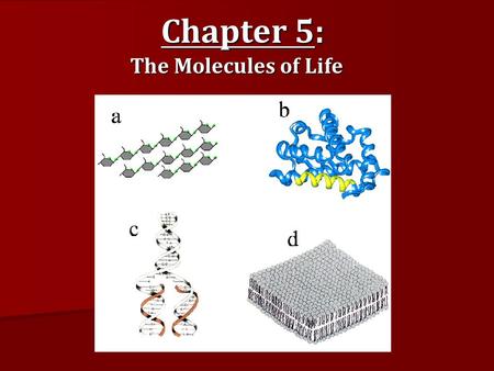 Chapter 5: The Molecules of Life.