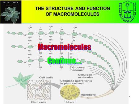 1 THE STRUCTURE AND FUNCTION OF MACROMOLECULES MacromoleculesContinuo…. Continuo….