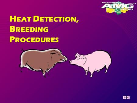 H EAT D ETECTION, B REEDING P ROCEDURES. Heat Detection is an important part of any breeding program and should be performed twice per day. (whenever.