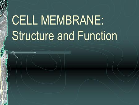 CELL MEMBRANE: Structure and Function. Membrane Function: Supports cell contents by holding the cell together. Maintains cellular homeostasis by regulating.