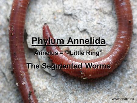 Phylum Annelida Annelus = “ Little Ring” The Segmented Worms www.onacd.ca.
